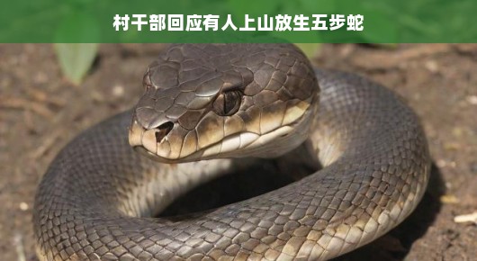 村干部回应有人上山放生五步蛇，人与自然和谐共生的新解读